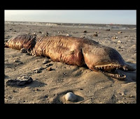 INCREÍBLE!  Aparece misteriosa criatura con dientes afilados en playa de Texas tras el huracán Harvey