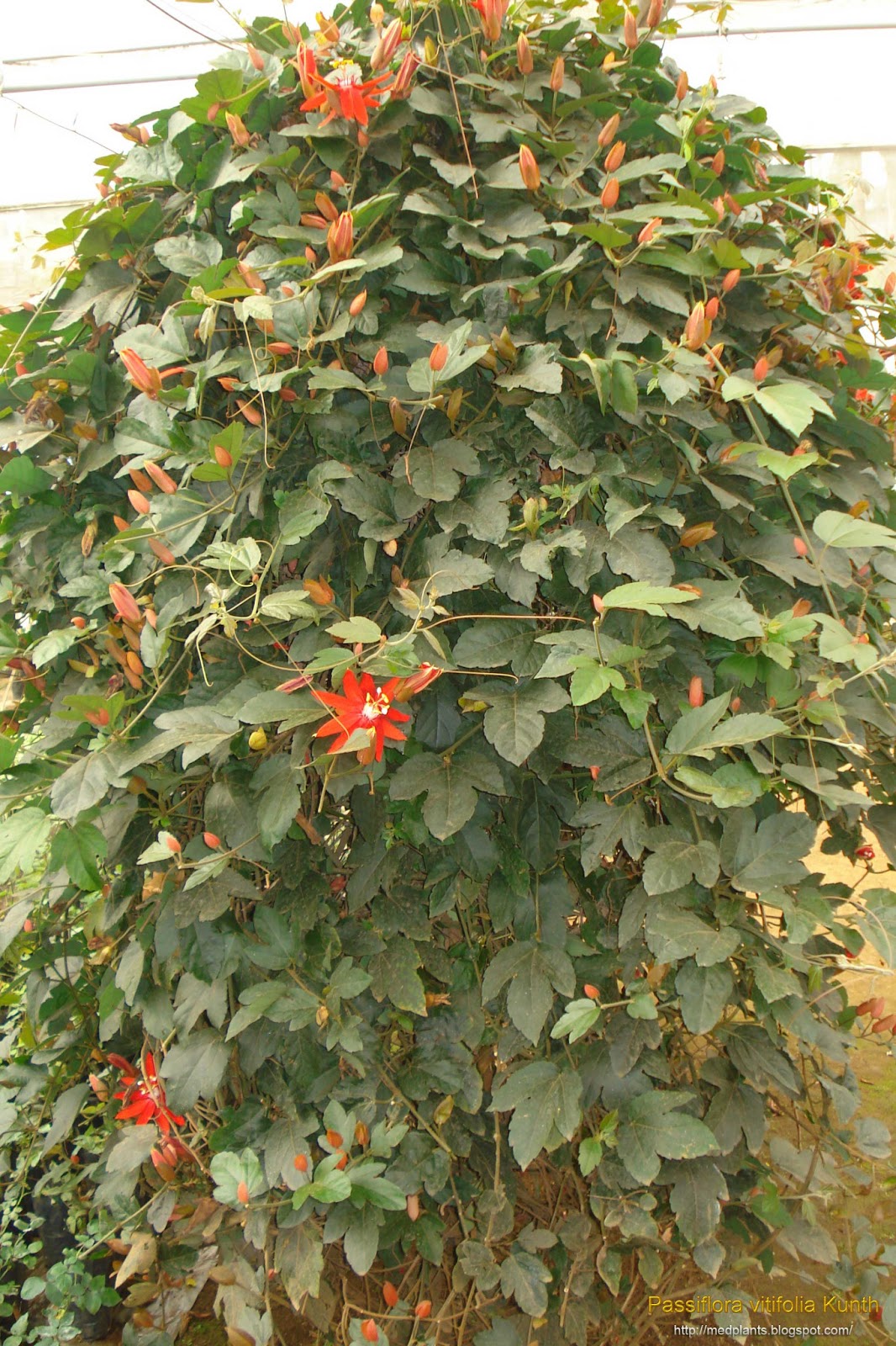 Medicinal Plants Passiflora vitifolia Perfumed Passion Flower Grape