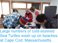 https://sciencythoughts.blogspot.com/2018/11/large-numbers-of-cold-stunned-sea.html