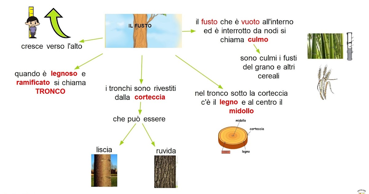 Paradiso delle mappe Il fusto
