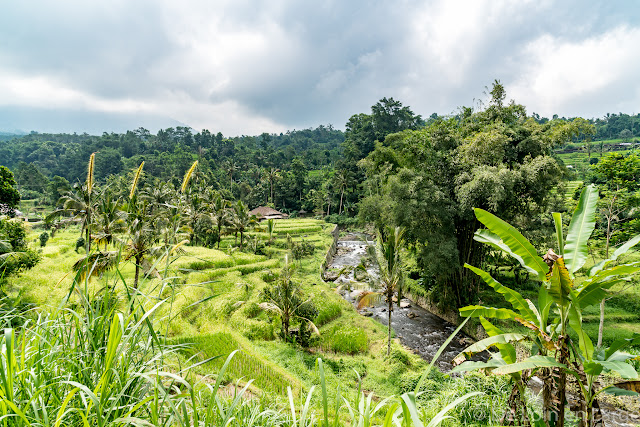 Rizières de Jatiluwih - Bali