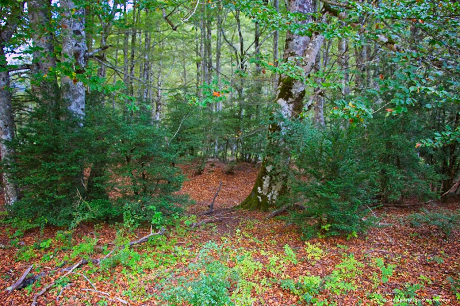 Cañón del Valle de Ordesa