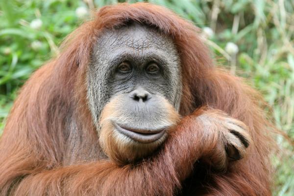 Gambar orang utan  Indonesiadalamtulisan  Terbaru 2014