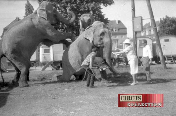 les pachydermes du cirque en coulisses 