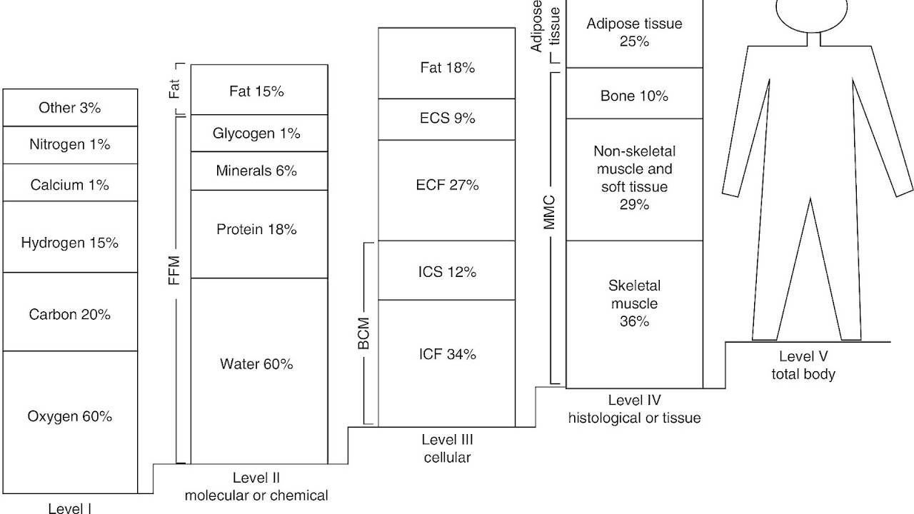 how do i figure out my lean body mass