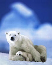 Polarni medvjedi download besplatne slike pozadine za mobitele
