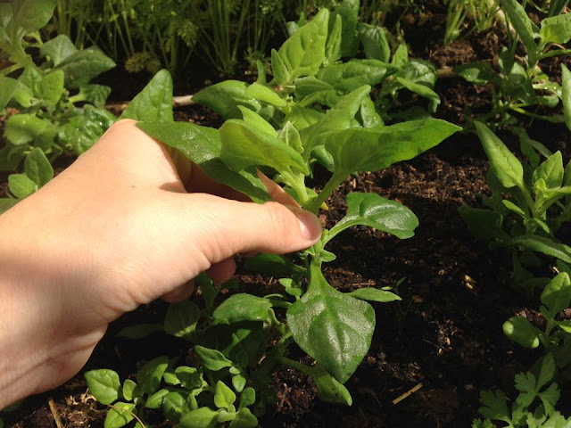 Como Cultivar ESPINAFRE DA NOVA-ZELÂNDIA Colheita do Espinafre da Nova-Zelândia