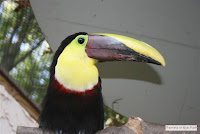 Toucans, Lorikeets and other unusual tropical birds