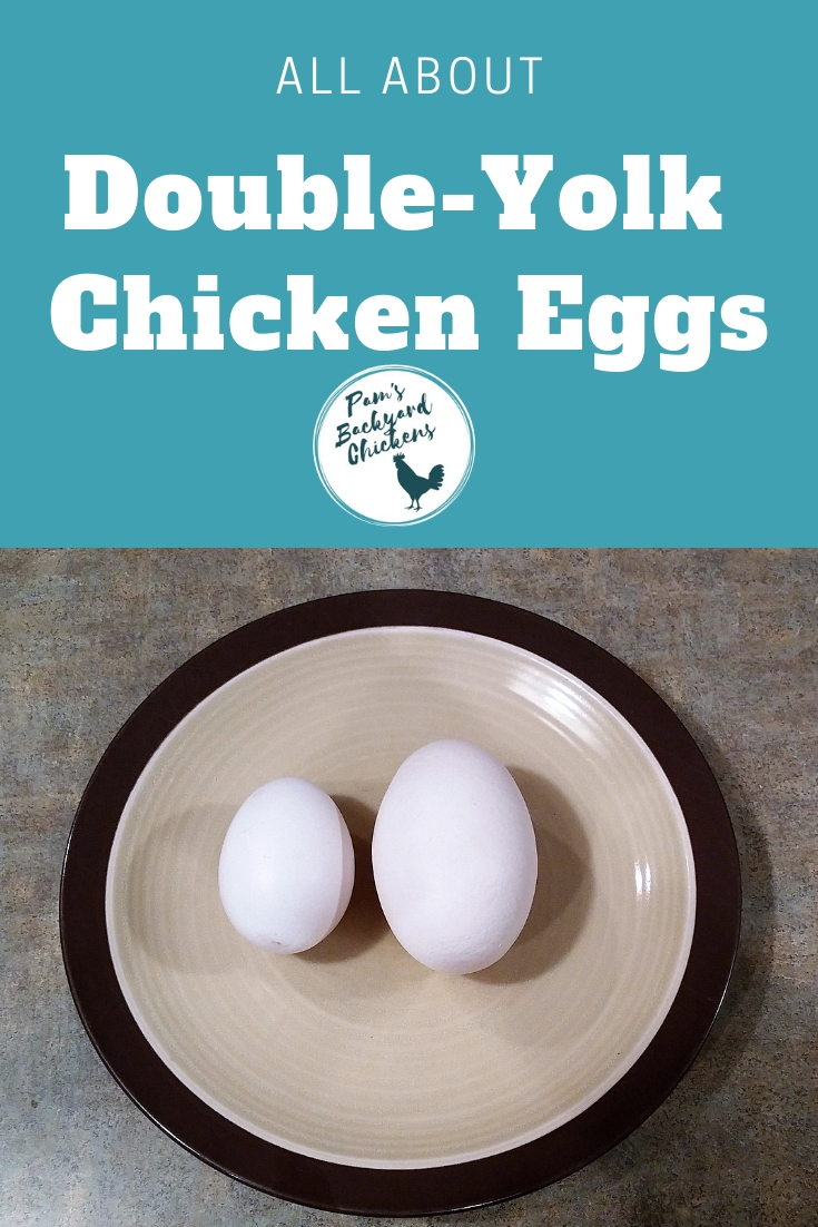 Pam's Backyard Chickens All About Double Yolk Chicken Eggs