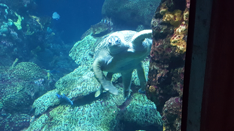Tennessee Aquarium - Sea Turtle