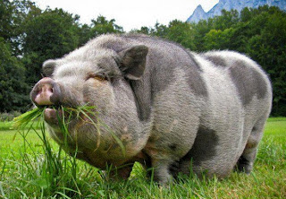 Вислобрюхая травоядная свинья