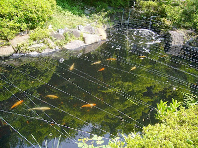 野崎観音 庭園の池　錦鯉