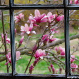 pink magnolia tree photo by mbgphoto