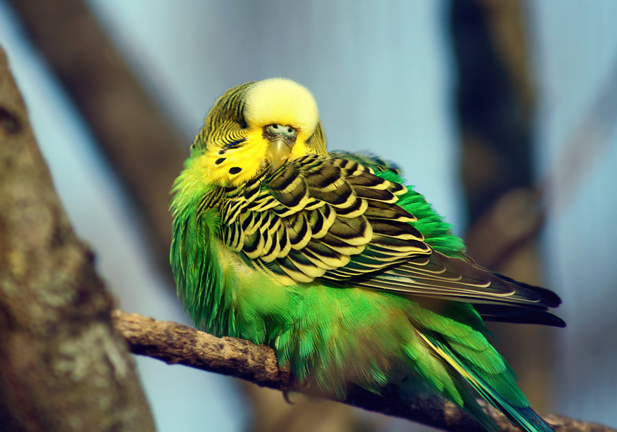 Budgies are Awesome: Budgie picture taken in Stuttgart Zoo