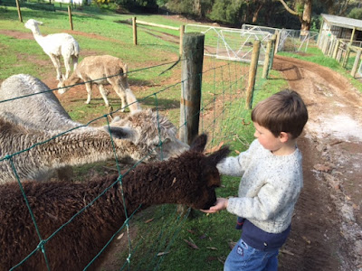 Pentland Alpaca Stud and Animal Farm Pentland Alpaca Stud and Animal Farm