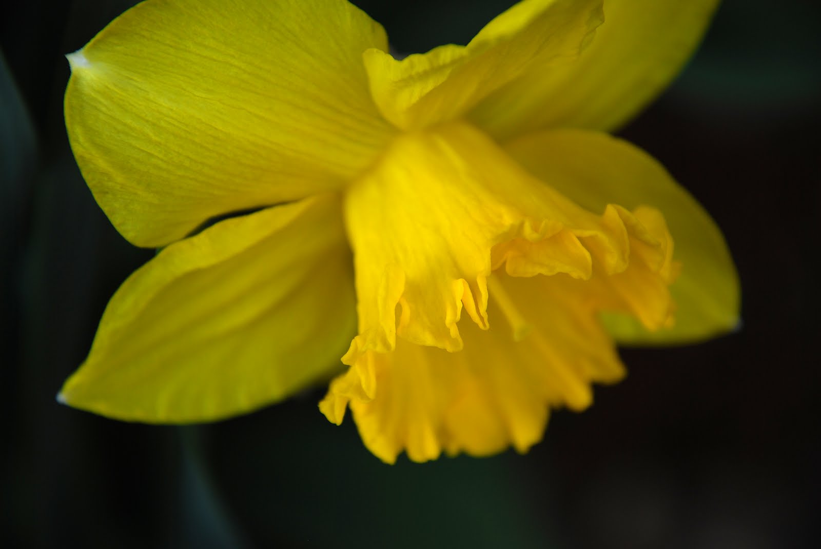 Emily Dickinson in Wyoming