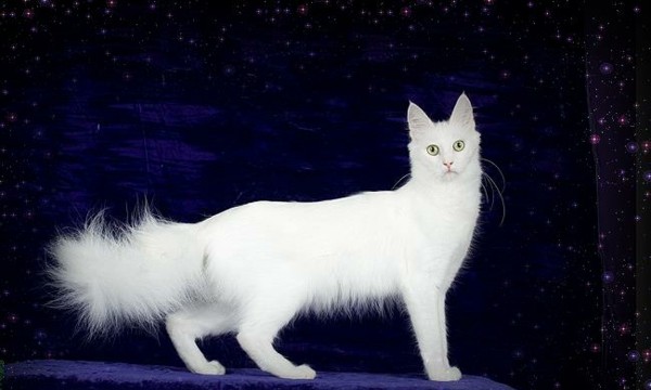 Dragon: Ангорски котки