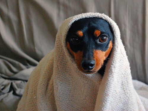 Miniature_Pinscher_Puppy_Pictures_2.jpg