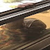 Woman Films Maid Fall From 7th Floor Window Instead Of Helping Her