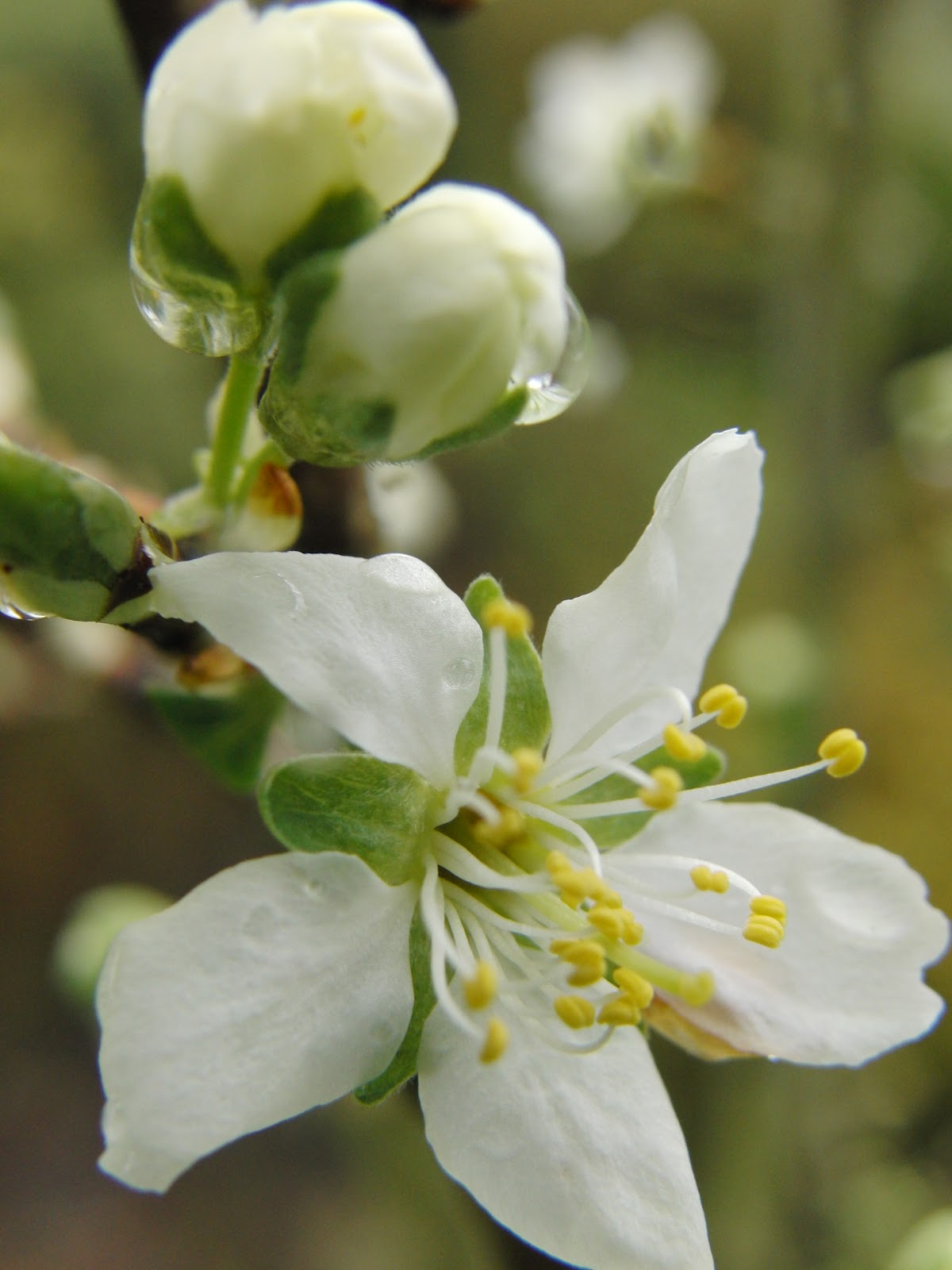 Pear Blossom Love Scan A Rural Life: Pear Blossom Brightens Up Easter