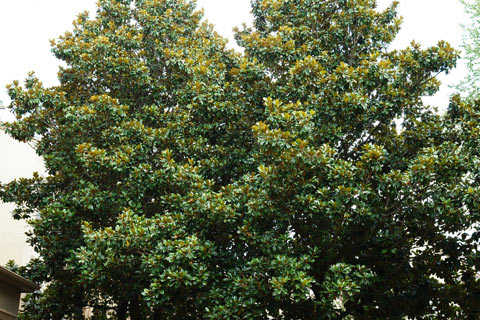 Roswell Ga yard with two mature magnolia trees