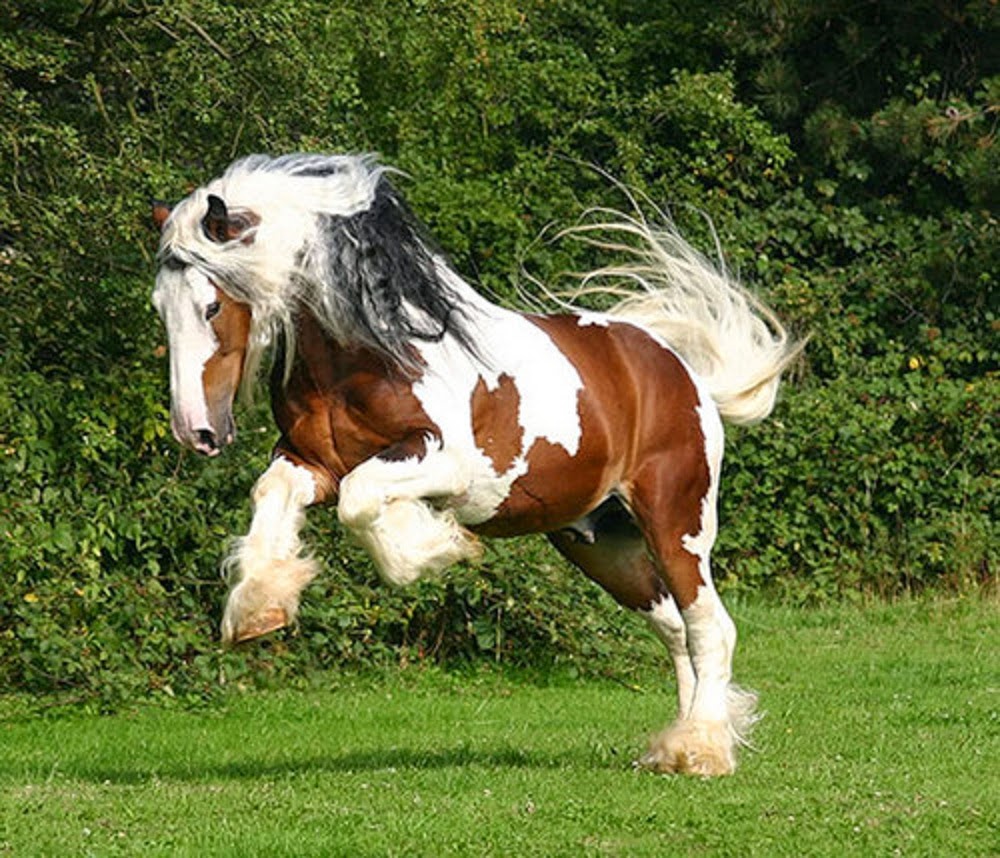 Albums 104+ Pictures Pictures Of The Most Beautiful Horses In The World ...