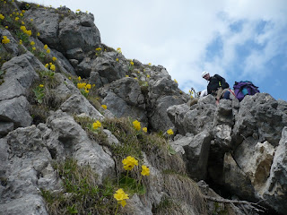Blumen am Klettersteig