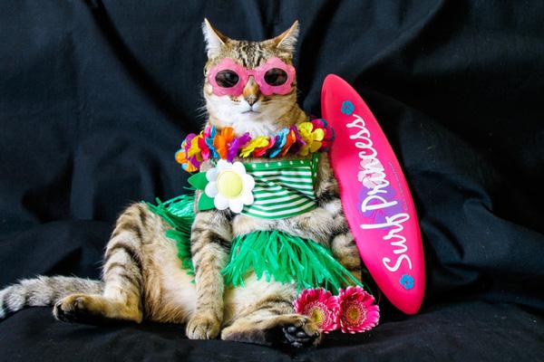 Chú mèo "người mẫu" có phong cách thời trang vạn người mê