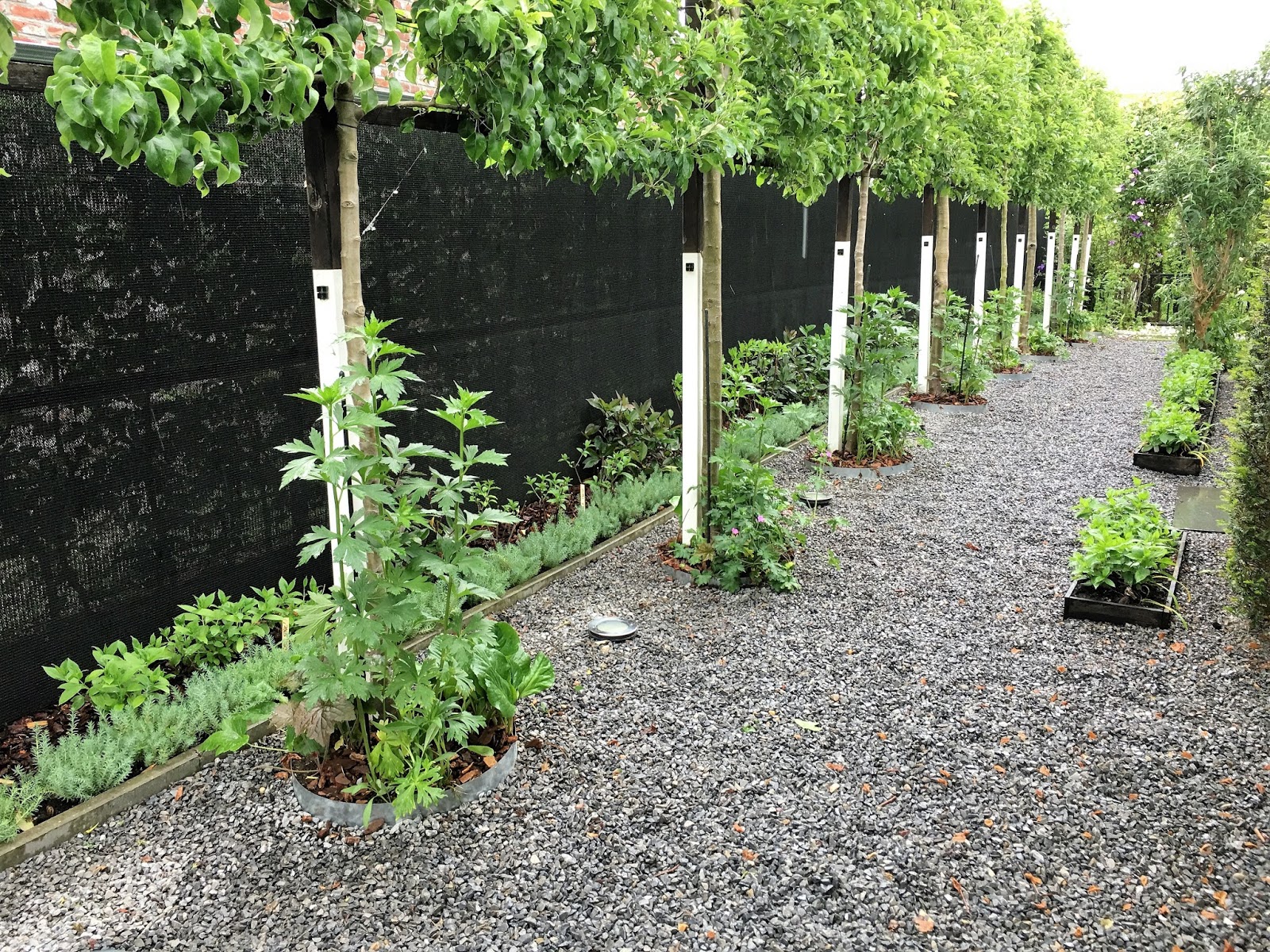 Potagerie in Maastricht 2017> Beginning of May Giving the