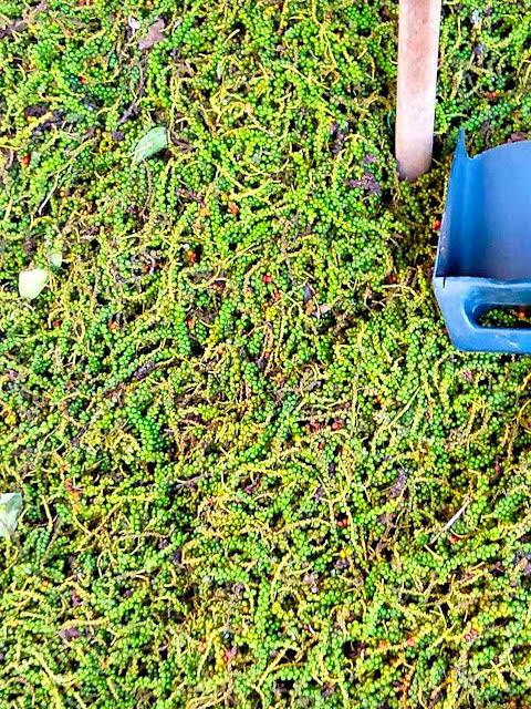 Harvested black pepper. Harvested black pepper.