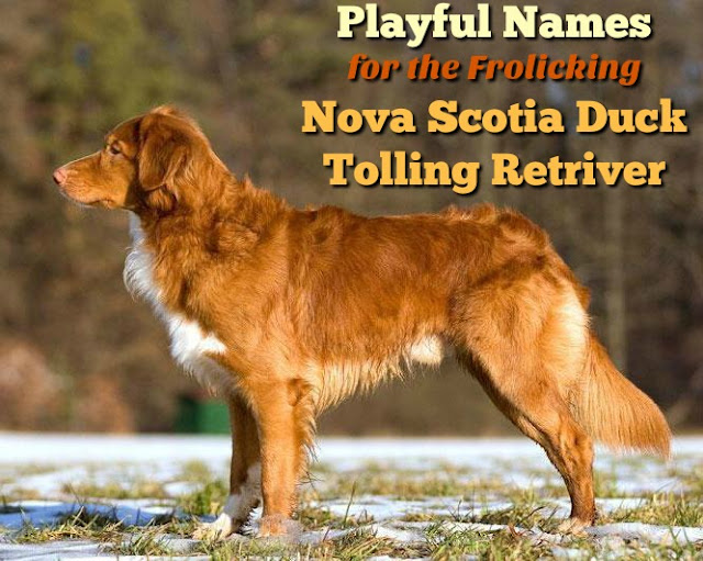 80 Names for Nova Scotia Duck Tolling Retrievers