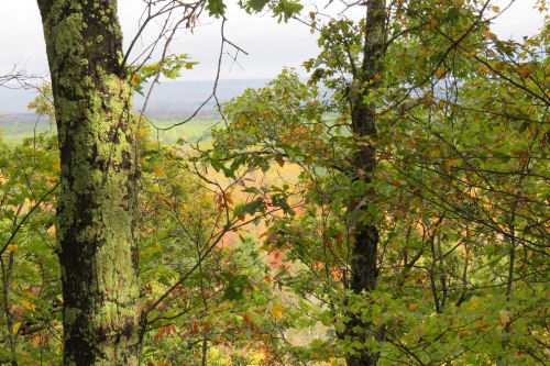 fall color