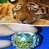 Batu Akik Motif Macan asal Bintan