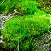 DIVISI BRYOPHYTA (Tumbuhan Lumut) thumbnail