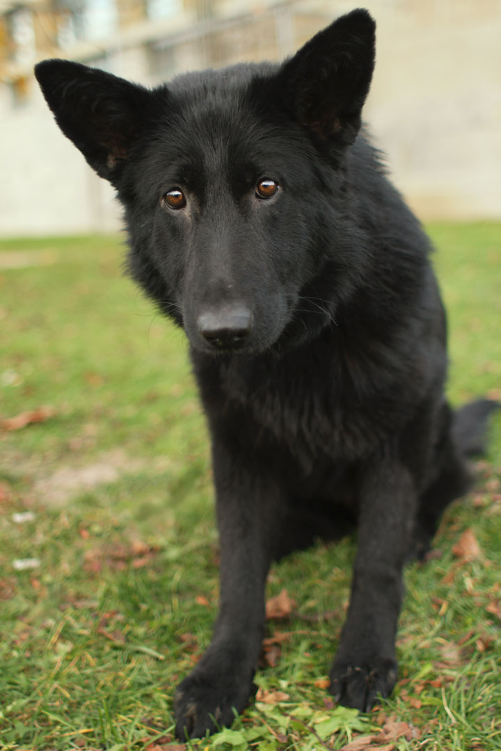 Noir Black German Shepherd Mix