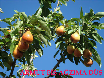 yemekle ilgili atasözü atasözü