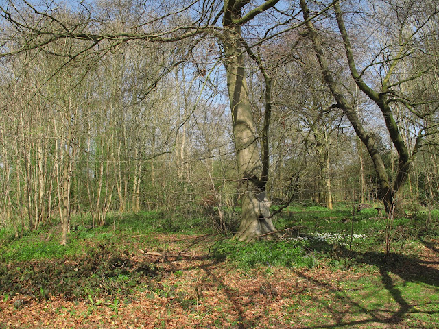 The wilderness at Chawton House "A prettyish little widerness..."