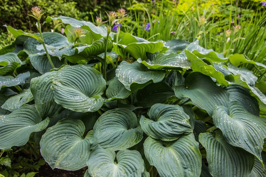 Escocia. Isla de Skye
