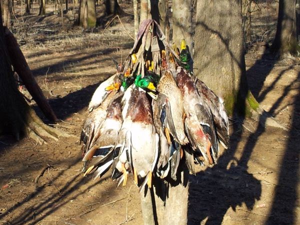 North Texas Duck Hunting