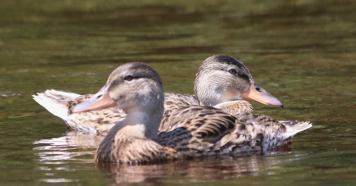 Birch Lake Blog Lake Pictures