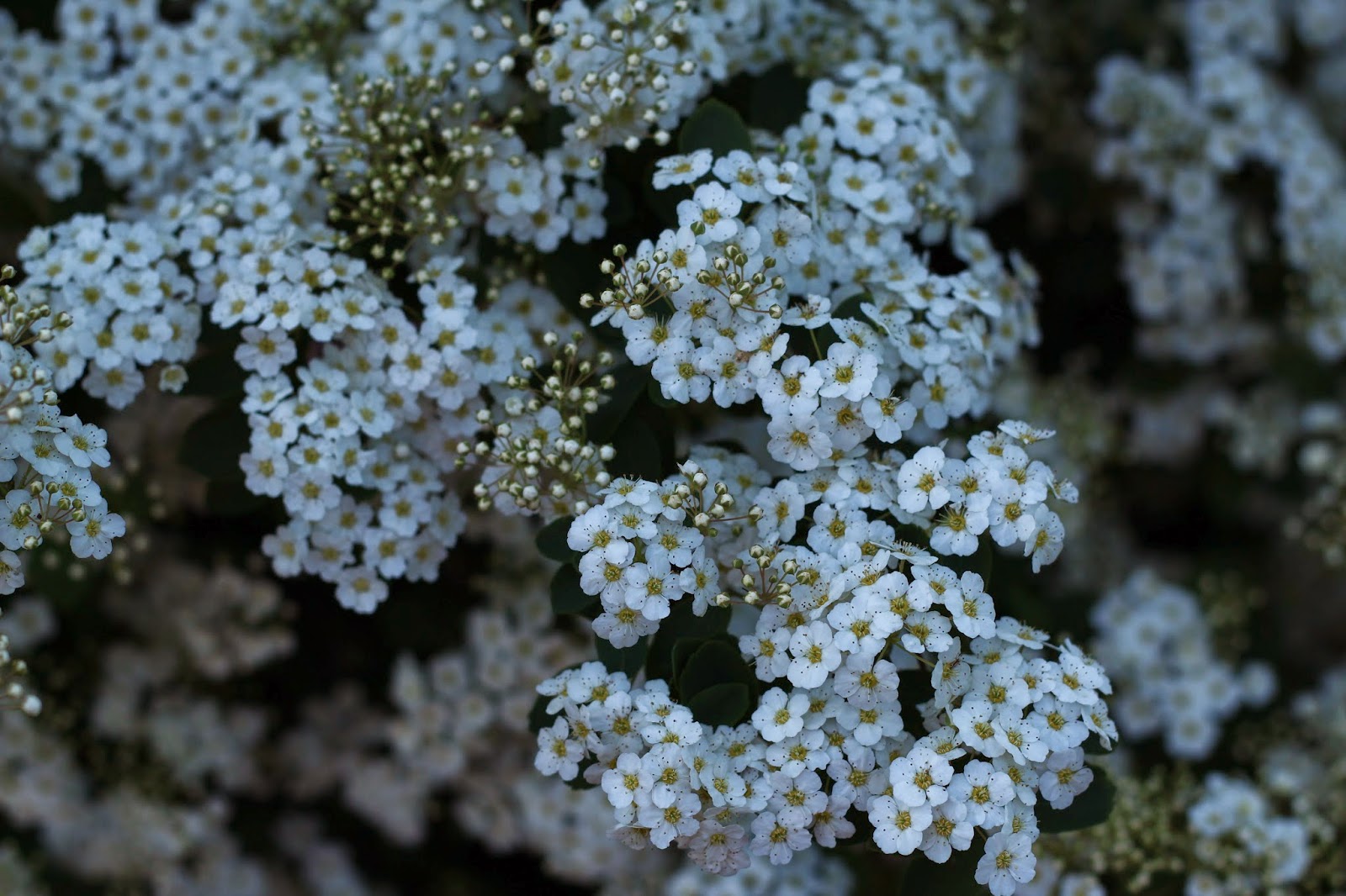 Notre Jardin Secret Saponaria Et Weigelia Carnaval