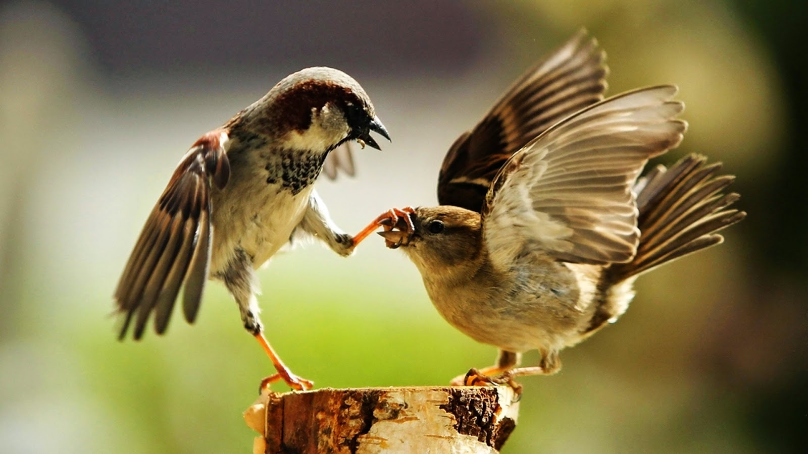 Iphone Wallpaper Beautiful Birds Hd Wallpapers