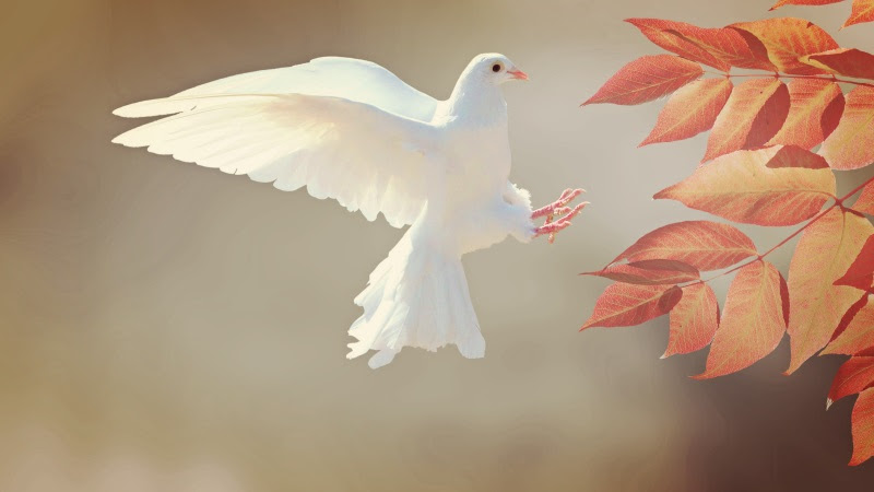 White Dove Flying