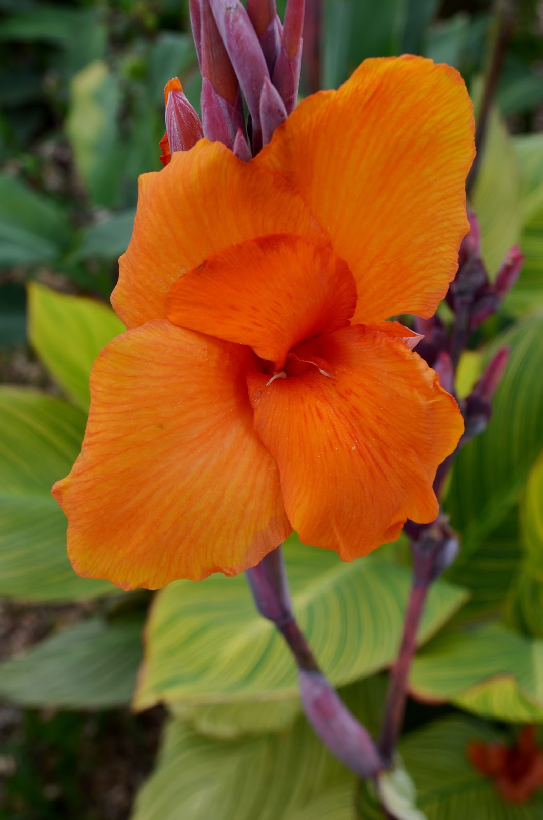 Brian's Botanicals The Canna Flower