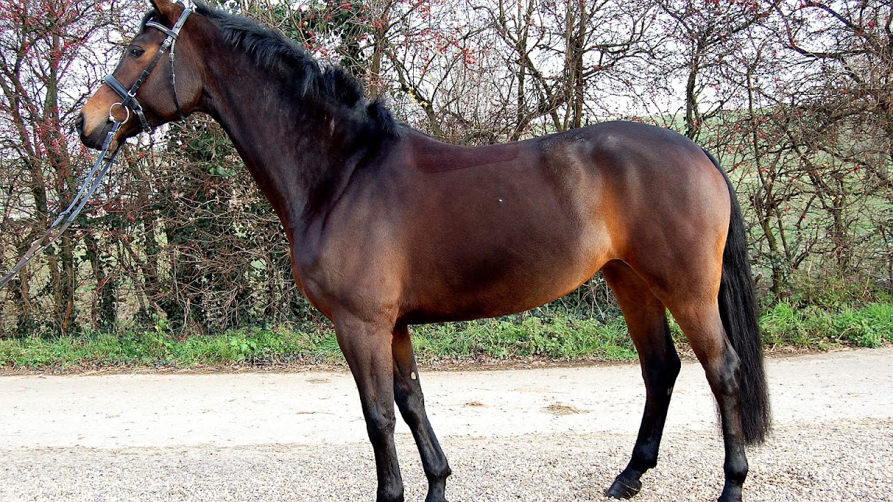 Dressage Horses For Sale Uk Horse Choices