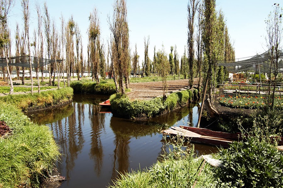 http://www.xataka.com.mx/ciencia/desechos-organicos-podrian-ser-la-clave-para-rehabilitar-chinampas-de-xochimilco