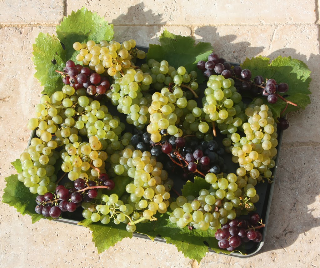 Amboise Daily Photo les raisins