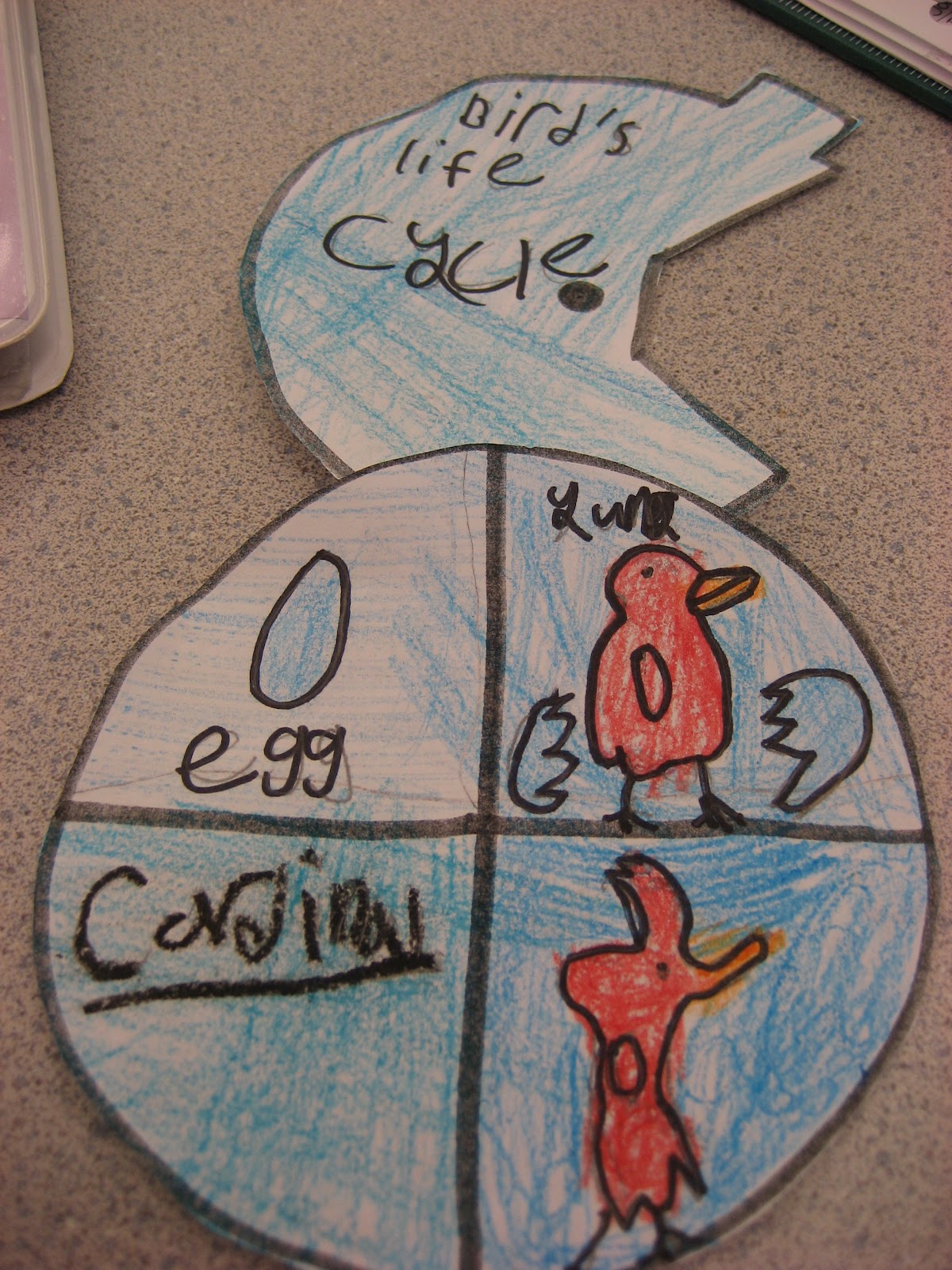 Life Cycle Of A Bird