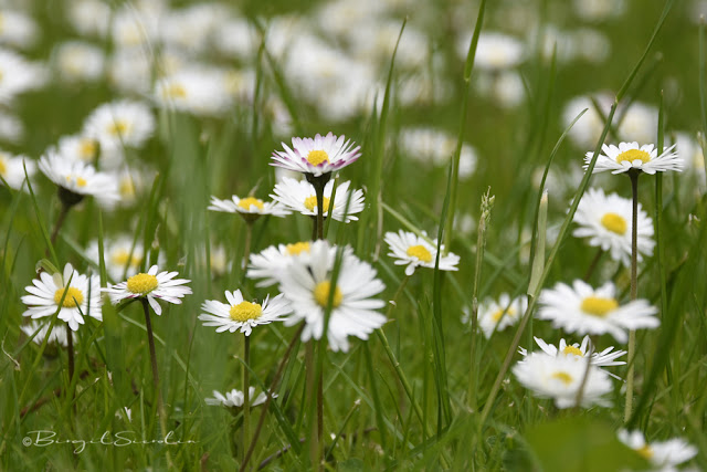 Gänseblümchen