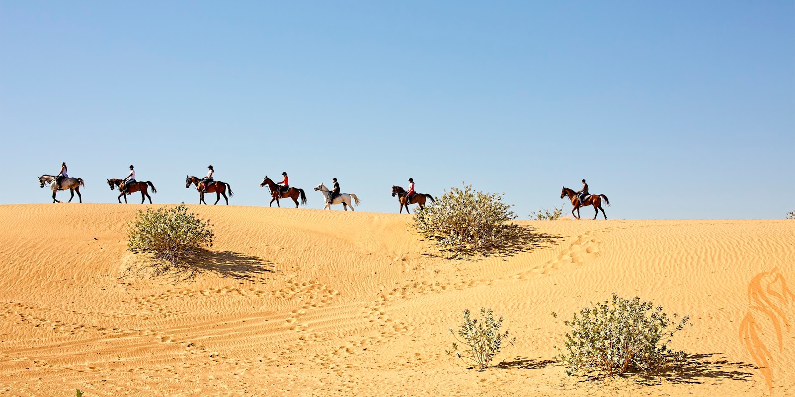 Horse Riding in Dubai I Love Horse Riding in Dubai